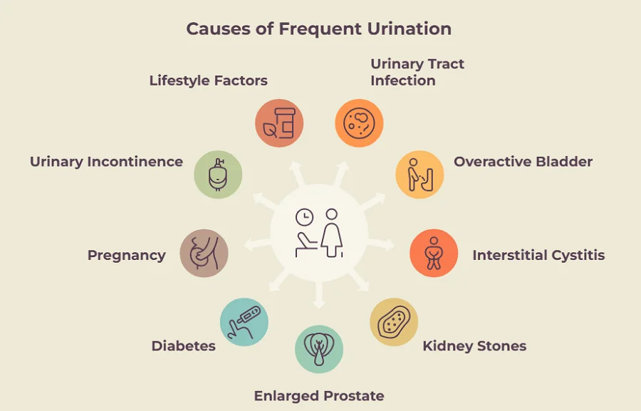 What Causes Frequent Urination